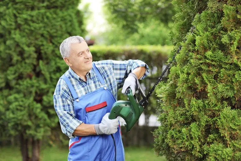 Affordable Bush Trimming Panorama City CA