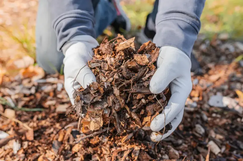 Common Mulching Mistakes And How To Avoid Them Panorama City CA