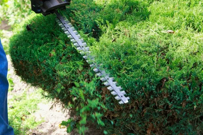 Expert Bush Trimming Panorama City CA