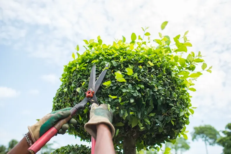 How Bush Trimming Enhances Your Landscape's Appearance in Panorama City CA