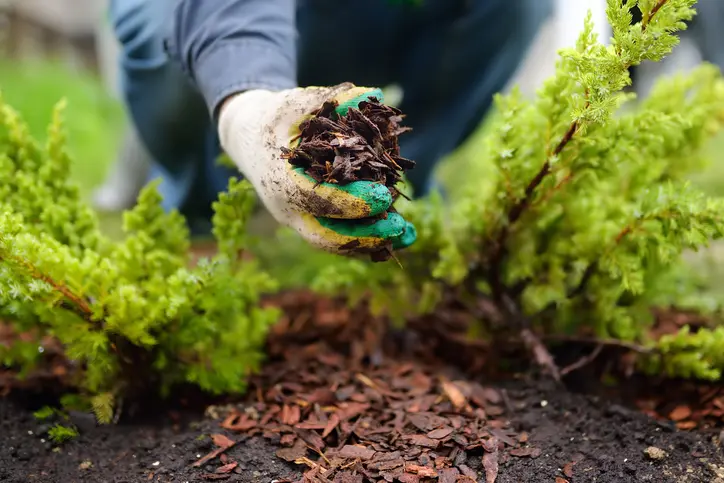 How To Choose The Right Mulch For Your Landscape Needs in Panorama City CA