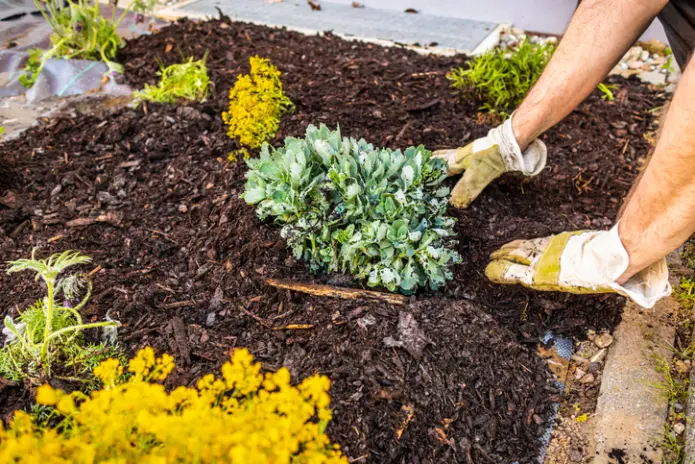 Quality Mulching Panorama City CA