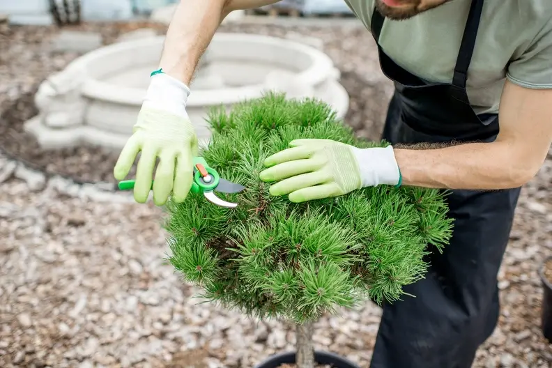 Reputable Bush Trimming Panorama City CA