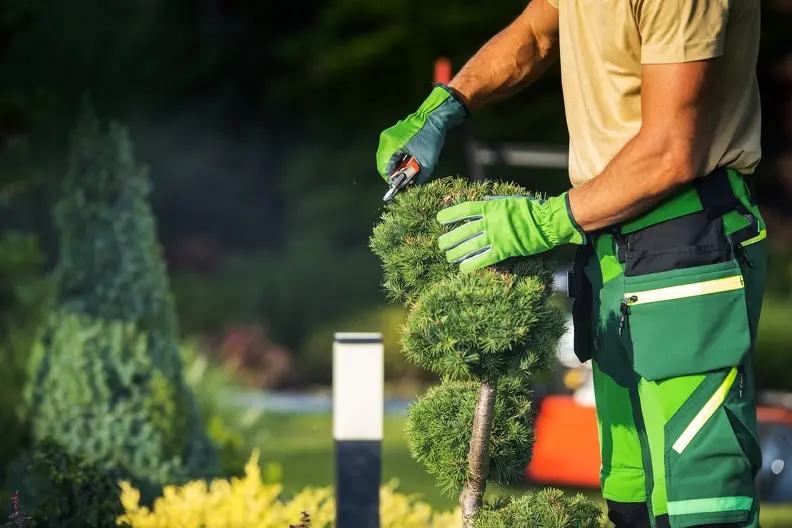 Signs Your Bushes Need Professional Trimming Services Panorama City CA