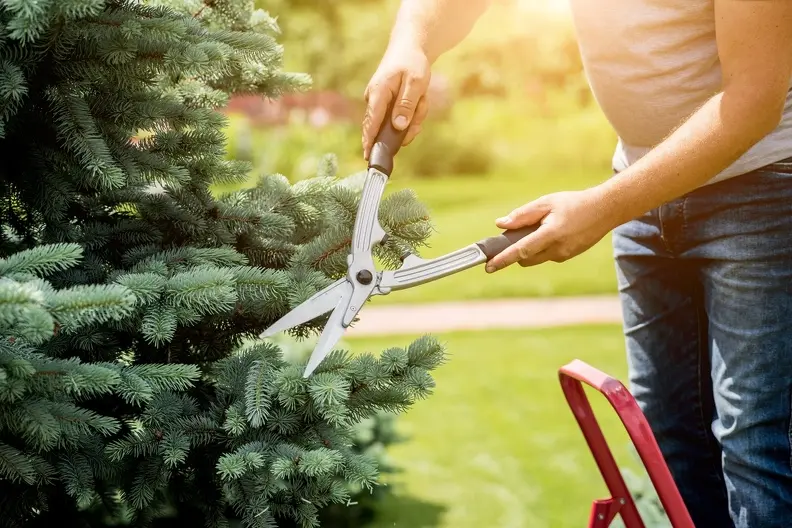 Signs Your Bushes Need Professional Trimming Services in Panorama City CA